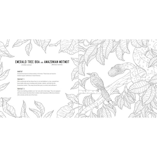 Predators: A Smithsonian Coloring Book