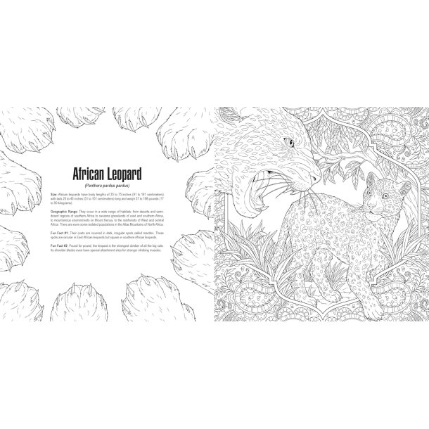  Cats: A Smithsonian Coloring Book