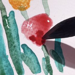 Rosa Basis Akvarel Pakke