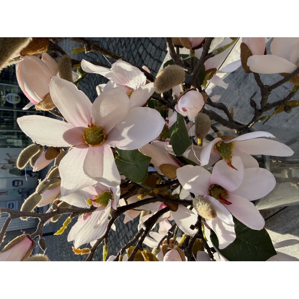 Magnolia Gren 52cm - Rosa