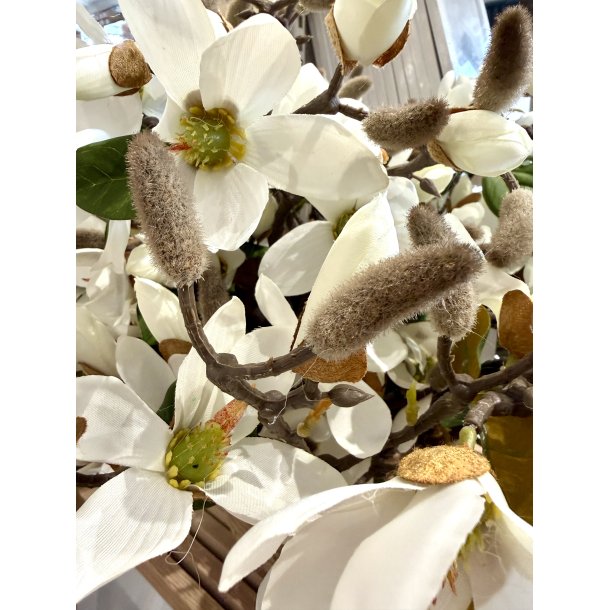 Magnolia Gren 52cm - Hvid