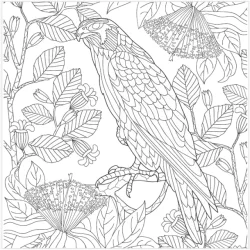 Roholt Studio Malebogspakke - The Animal Kindom Malebog - Vol. 1&2 