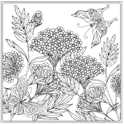 Birds &amp; Butterflies - Colouring for Mindfulness