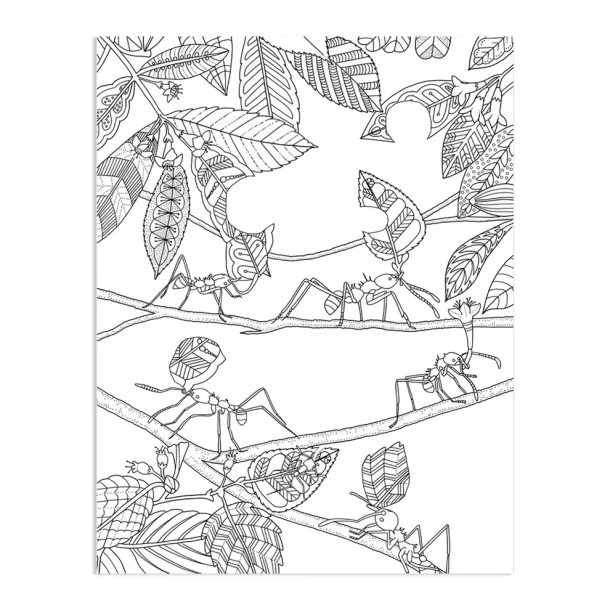 Wonderful Insects - coloring book 