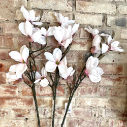 Magnolia Gren 92cm - Rosa