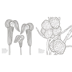 Wonderful Wildflowers Malebog - Over 75 Natural Wonders to Color and Explore