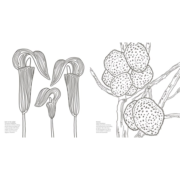 Wonderful Wildflowers Malebog - Over 75 Natural Wonders to Color and Explore