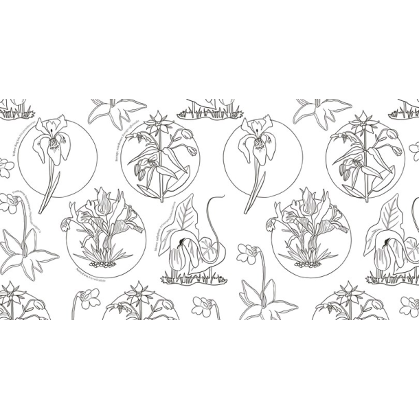 Wonderful Wildflowers Malebog - Over 75 Natural Wonders to Color and Explore