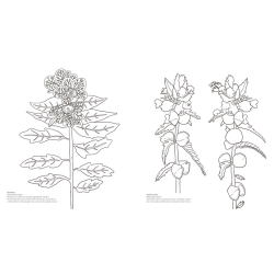 Wonderful Wildflowers Malebog - Over 75 Natural Wonders to Color and Explore