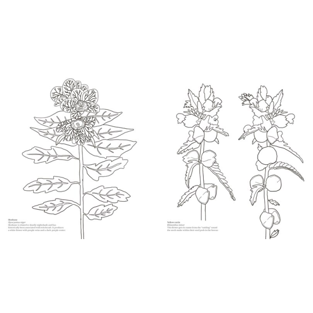 Wonderful Wildflowers Malebog - Over 75 Natural Wonders to Color and Explore